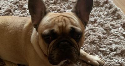 Frenchie needed surgery after 15-minute walks left him 'struggling to breathe' - now RSPCA are calling for Crufts to ban the breed