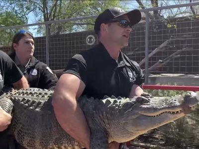 A Texas woman raised an alligator as a pet for 20 years. Now it's been seized