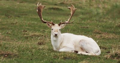 Police hunt gunman as rare white stag shot dead with high velocity rifle in Kent woods