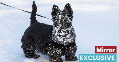 Expert advises whether it's safe to walk your dog in the snow and what to avoid