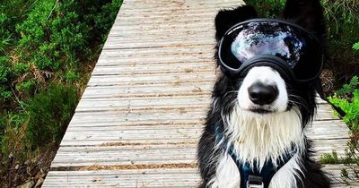 Scots dog with rare condition needs to wear goggles outside to protect him from sunlight