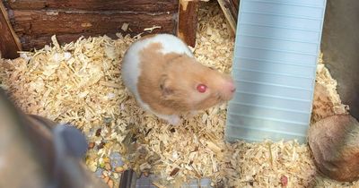 Unwanted pet hamster literally ‘thrown out with the rubbish’ after being left next to black bags in street