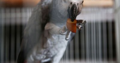 Pub punters warned about foul-mouthed parrot who can't stop dropping the F-bomb