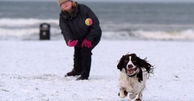 Vet explains why you need to monitor your dog's behaviour during cold weather