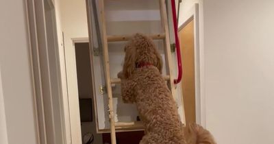 Handy pooch learns to climb ladders so he can join owner at work