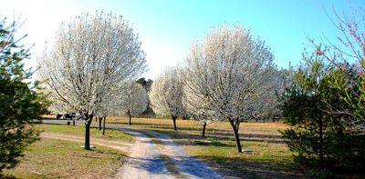 Once the Callery pear tree was landscapers' favorite – now states are banning this invasive species and urging homeowners to cut it down