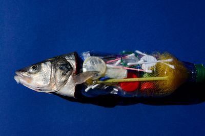 Plastic pollution is filtering into fish