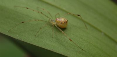 Why you shouldn't be scared of spiders