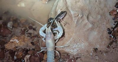 Ghostly 'Edward Scissorhands' fish spotted devouring dead FROG as 'new fear' unlocked