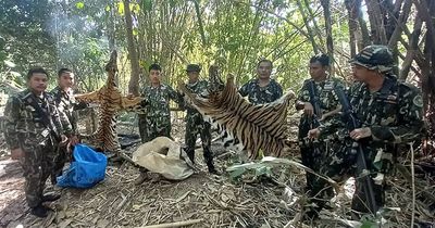 Five cruel poachers slaughter tiger and her cub before skinning their carcasses