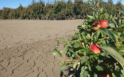 Cyclone Gabrielle's impact on New Zealand's 'fruit bowl'