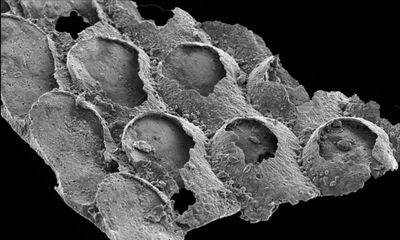 Fossils thought to be ancient marine creatures may be seaweed, study suggests