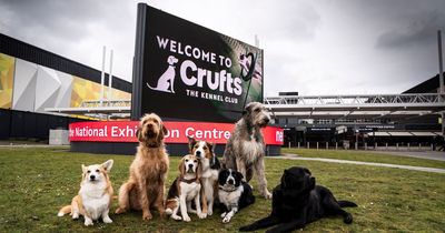 Crufts is back! Dogs of all shapes and sizes, big and small, popular and vulnerable, and the historic to the new faces arrive at NEC Birmingham