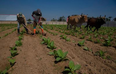 Cuba tobacco farmers recuperate after ruinous Hurricane Ian