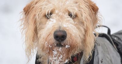Expert details when it's unsafe to walk your dog in the snow as Arctic blast hits Britain