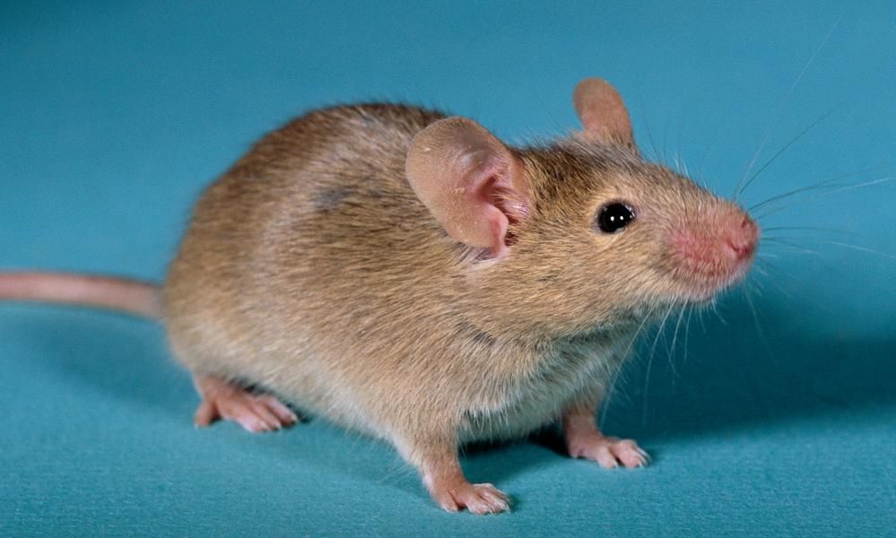 Scientists Create Mice With Two Fathers After Making…