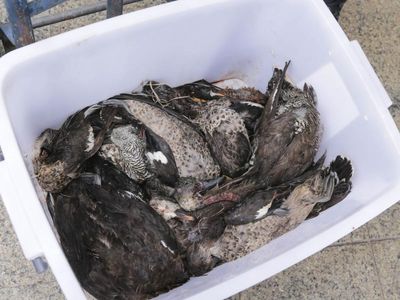 Go ahead for Vic inquiry into divisive duck shooting