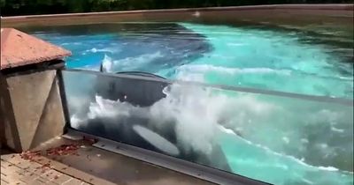 Orca who lived with star of Free Willy movie filmed swimming in circles in tiny tank