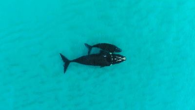 Research tracks Australian southern right whales to feeding grounds for first time