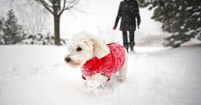 Pet expert shares key tips to keep your dog safe during winter walks