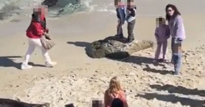 Little girl kicked out of California beach after throwing rocks at sea lion