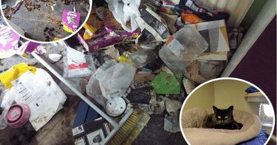 Flea-riddled cat living among piled-up faeces and eating dried pasta to survive is rescued