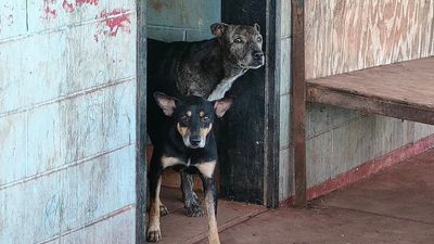 Dog food flown in for animals left behind in flood-hit NT communities