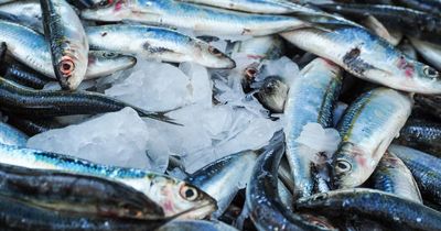 Levels of pollutant in UK fish so high eating it twice a year exceeds safe level