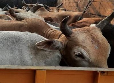 Assam: 24 cattle heads recovered from a truck by Police in Nagaon; Two arrested