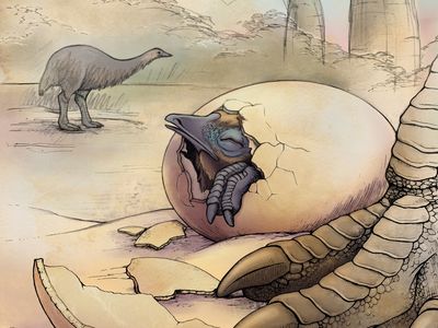 Giant eggshells reveal the secrets of Madagascar's elephant birds