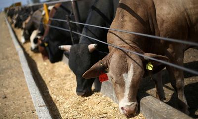 UK to import high-carbon beef and low-welfare pork in trade deals