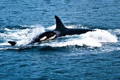 Orca 'adopts' a baby dolphin