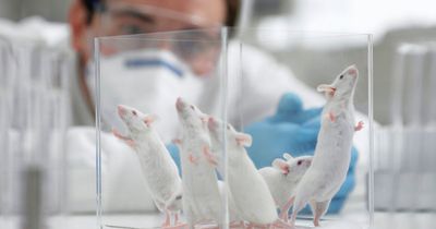 Men 'to have children one day' as scientists breed mice from male cells