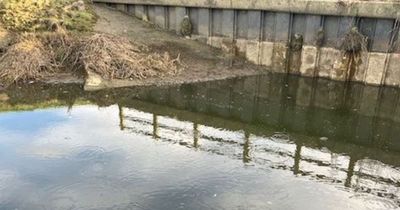 More than 100 fish found dead in mile-long stretch of polluted river