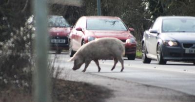 Runaway pig brings rush hour traffic to a halt leaving drivers in 'disbelief'