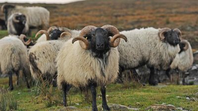 Minister sends Department scrambling for sheep sector supports