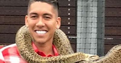 Roberto Firmino is no Liverpool 'snake' as Michail Antonio gets it spectacularly wrong