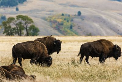 Biden pledges to bring bison back