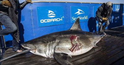 Enormous 11ft great white shark with chunk bitten out of it spotted stalking coast