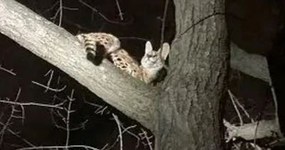 African wild cat captured after going on cocaine-fuelled escape from the police