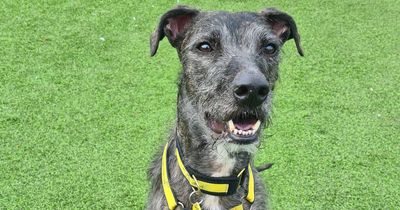 West Calder Dogs Trust appeal for new home for five-year-old Leo