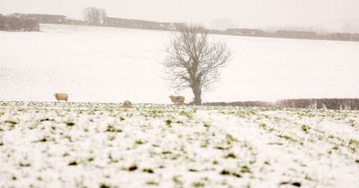 Northern Ireland snow warning: DFI issues statement on road gritters as amber alert in place