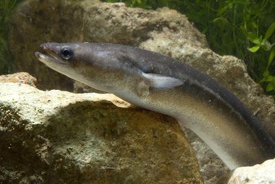 How British eels could be helping Putin in his war with Ukraine
