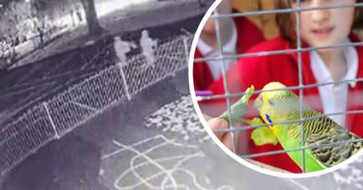 Budgies stolen from Bristol primary school leaving children and teachers in tears