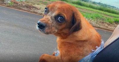 Woman buries neighbour's dog alive in garden after it wouldn't stop barking