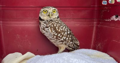 Owl accidentally gets treated to two-week Caribbean cruise after stowing away on ship
