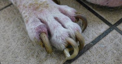 Pet owner let neglected dog's claws get so overgrown he had to be put to sleep
