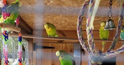 Primary school pupils 'in tears' after thieves steal beloved budgies