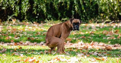 'My neighbour keeps chucking their dog's mess in my bin - so I got revenge'