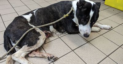 Hunt for owners who left dying dog with untreated burst tumour